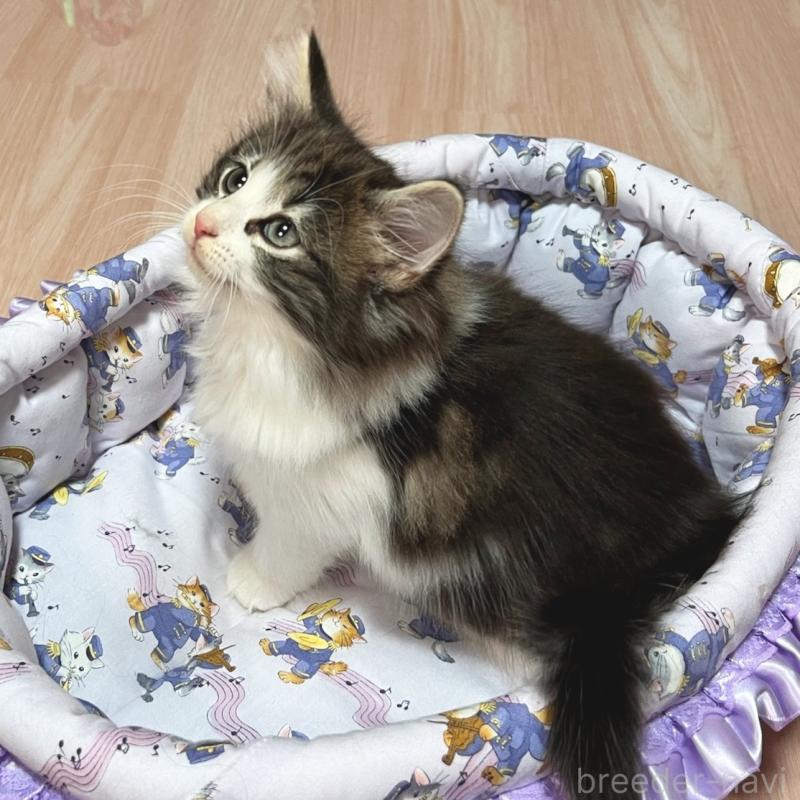 販売中の愛知県のノルウェージャンフォレストキャット-132901の5枚目