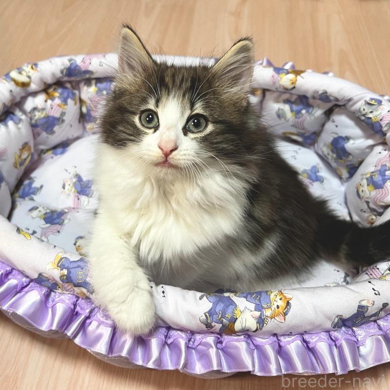 販売中の愛知県のノルウェージャンフォレストキャット-132901