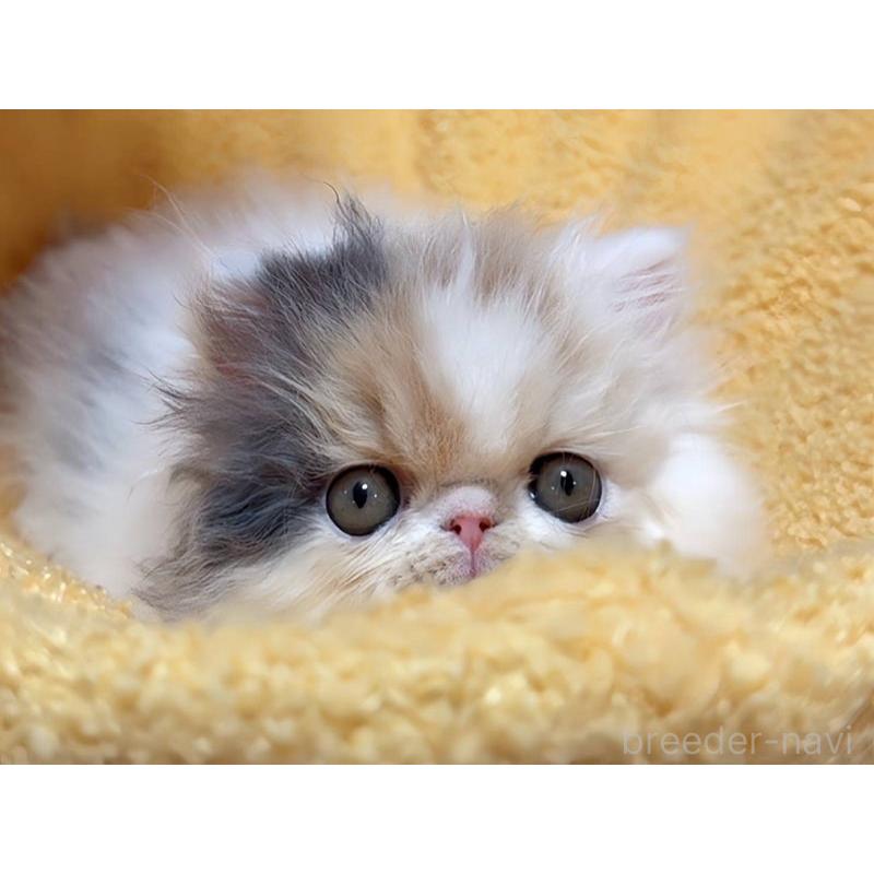 販売中の愛媛県のエキゾチックショートヘア-132902の5枚目