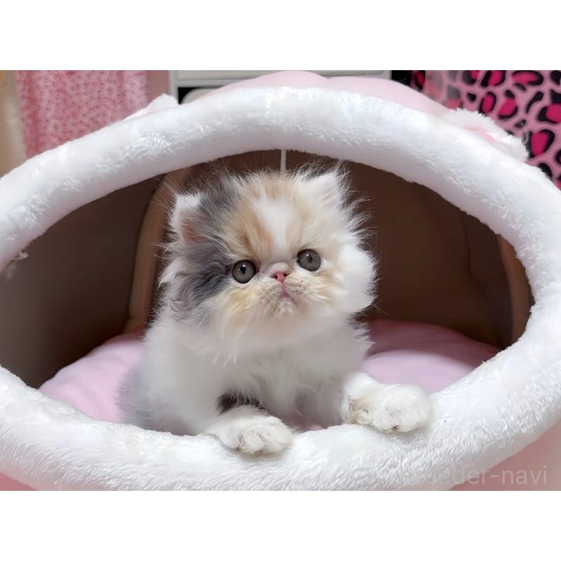 販売中の愛媛県のエキゾチックショートヘア-132902の3枚目