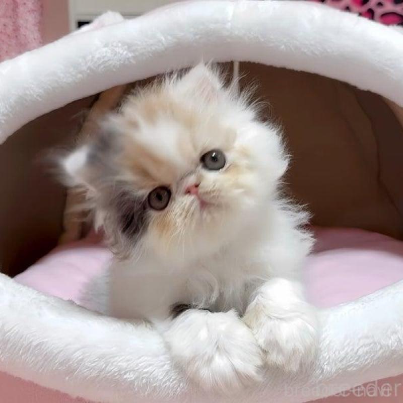 販売中の愛媛県のエキゾチックショートヘア-132902の1枚目