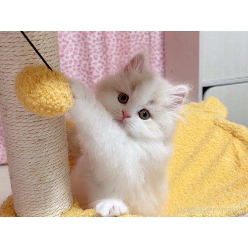 販売中の愛媛県のミヌエット-132903の5枚目