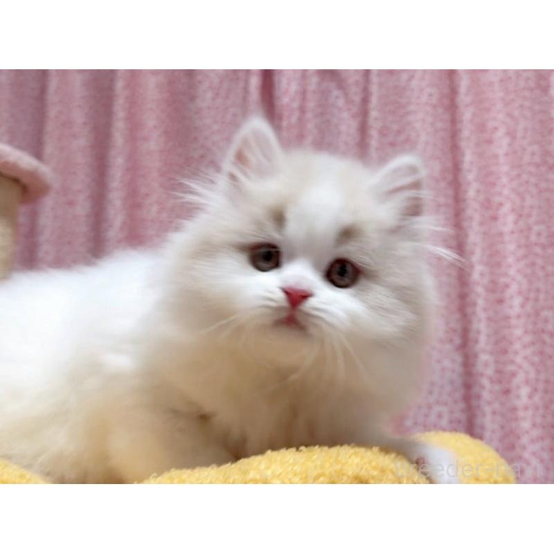 販売中の愛媛県のミヌエット-132903の6枚目