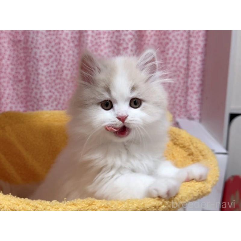 販売中の愛媛県のミヌエット-132903の4枚目