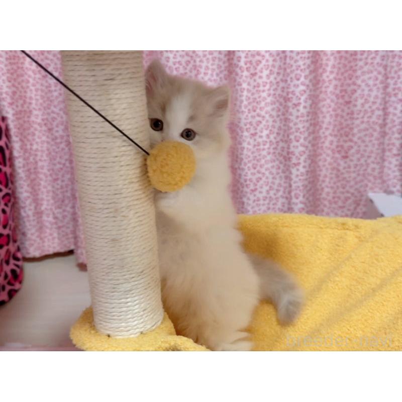 販売中の愛媛県のミヌエット-132903の3枚目