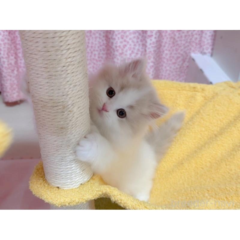 販売中の愛媛県のミヌエット-132903の2枚目