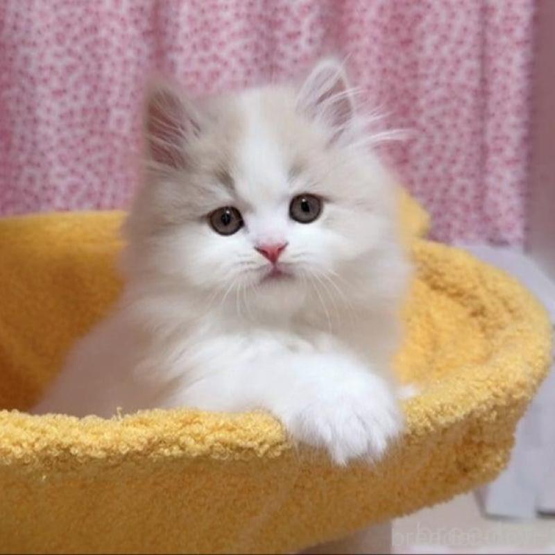 販売中の愛媛県のミヌエット-132903