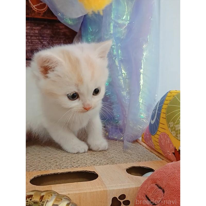 販売中の千葉県のマンチカン-132904の9枚目