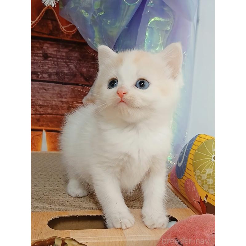 販売中の千葉県のマンチカン-132904の8枚目