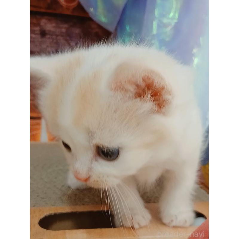 販売中の千葉県のマンチカン-132904の7枚目