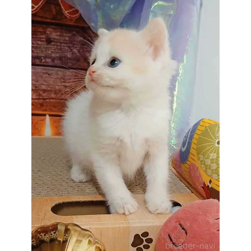 販売中の千葉県のマンチカン-132904の6枚目