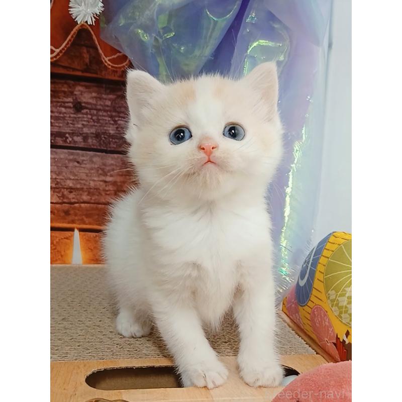 販売中の千葉県のマンチカン-132904の5枚目