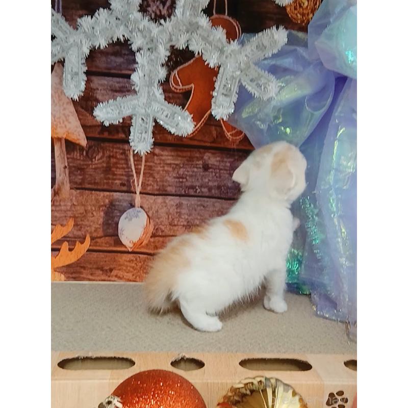 販売中の千葉県のマンチカン-132904の4枚目