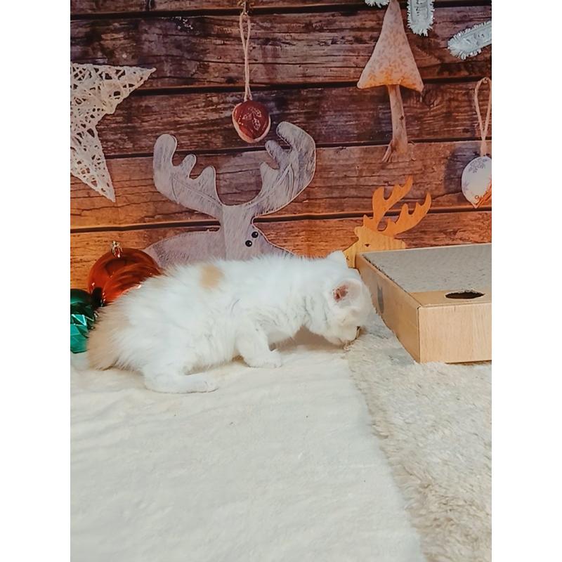 販売中の千葉県のマンチカン-132904の3枚目