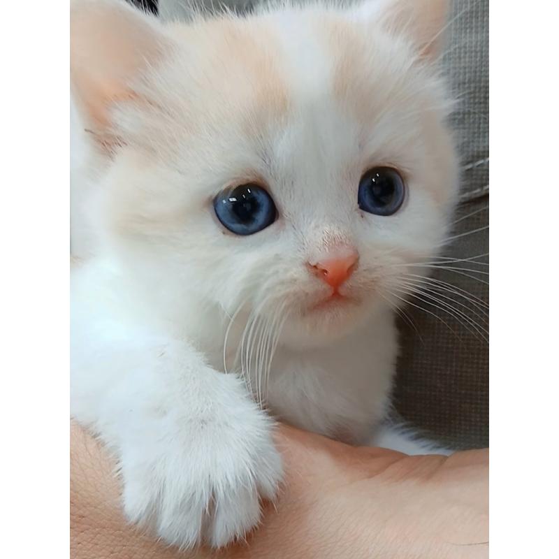 販売中の千葉県のマンチカン-132904の2枚目