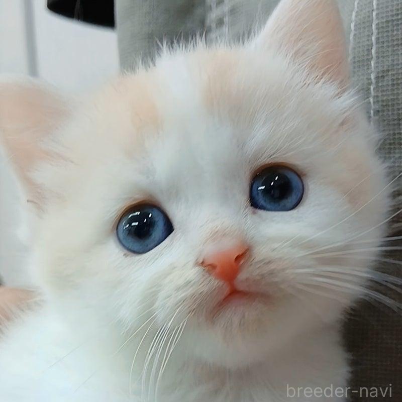 販売中の千葉県のマンチカン-132904の1枚目