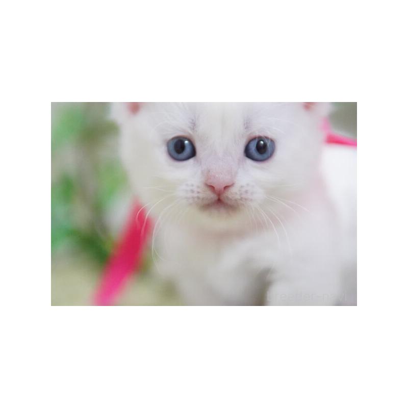 販売中の神奈川県のミヌエット-132905の4枚目