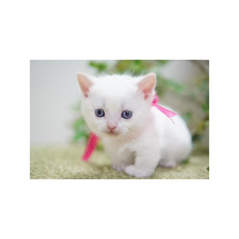 販売中の神奈川県のミヌエット-132905の5枚目