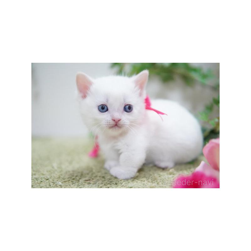 販売中の神奈川県のミヌエット-132905の3枚目