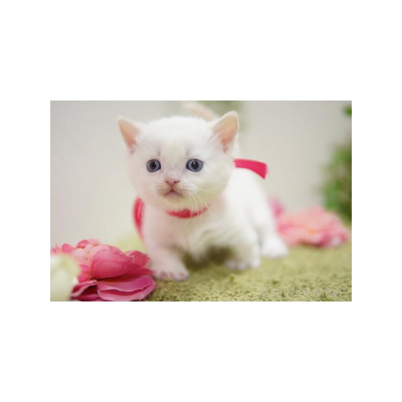 販売中の神奈川県のミヌエット-132905の2枚目