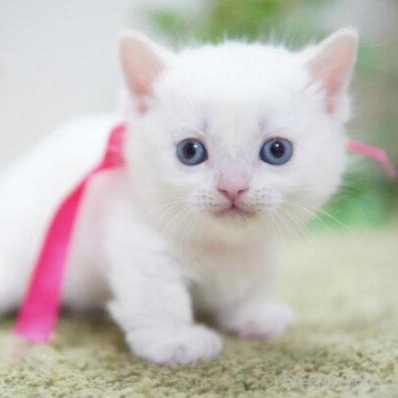 販売中の神奈川県のミヌエット-132905