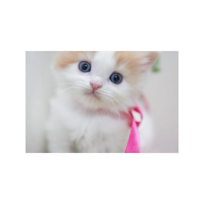 販売中の神奈川県のミヌエット-132906の5枚目