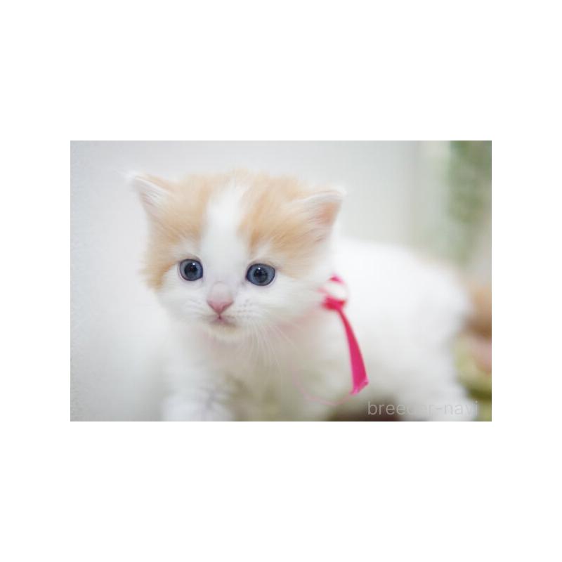 販売中の神奈川県のミヌエット-132906の4枚目