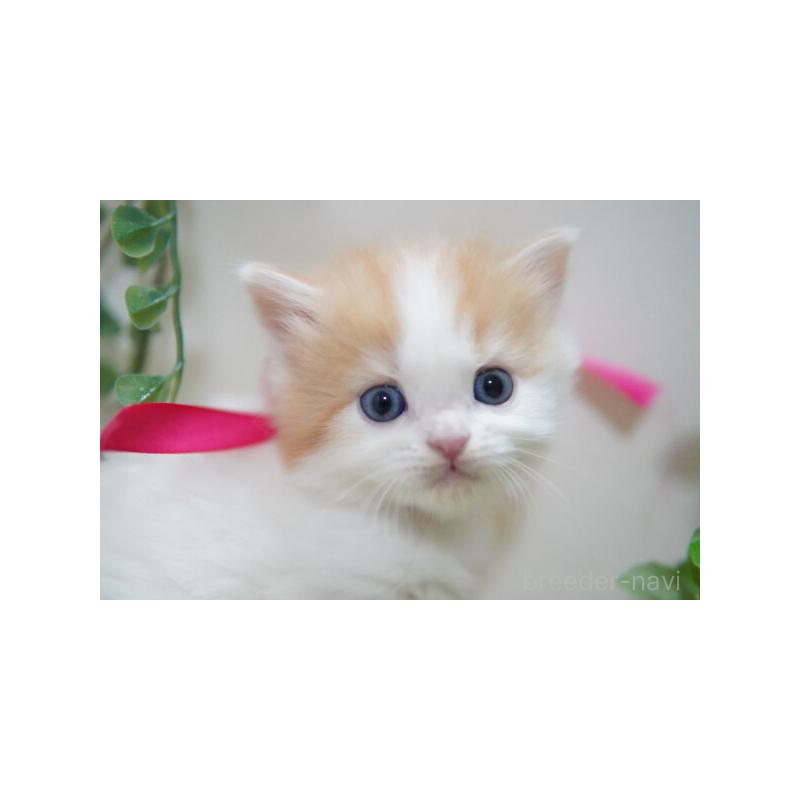 販売中の神奈川県のミヌエット-132906の3枚目