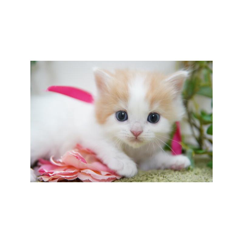 販売中の神奈川県のミヌエット-132906の2枚目