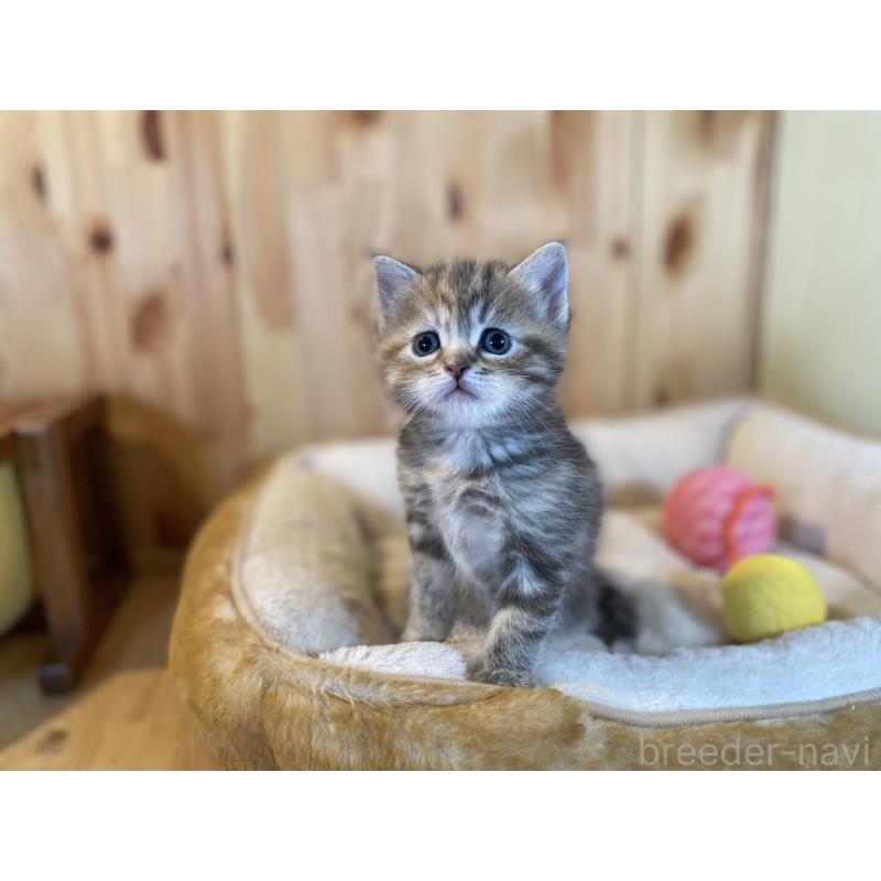 販売中の長野県のスコティッシュストレート-132907の9枚目