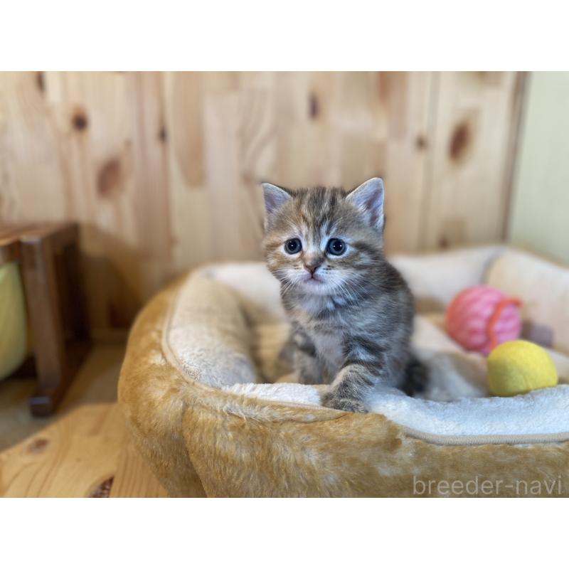 販売中の長野県のスコティッシュストレート-132907の8枚目