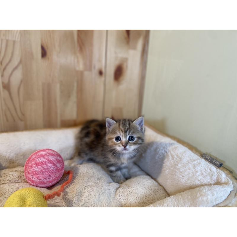 販売中の長野県のスコティッシュストレート-132907の7枚目