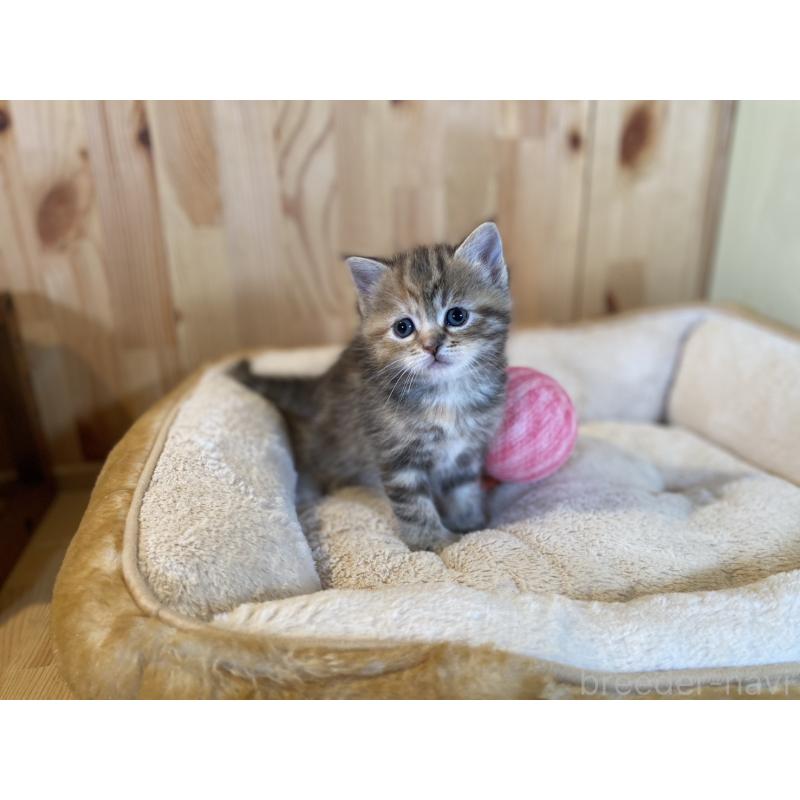 販売中の長野県のスコティッシュストレート-132907の6枚目