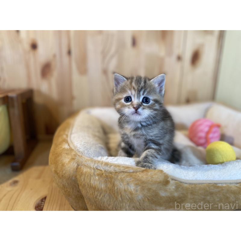 販売中の長野県のスコティッシュストレート-132907の5枚目