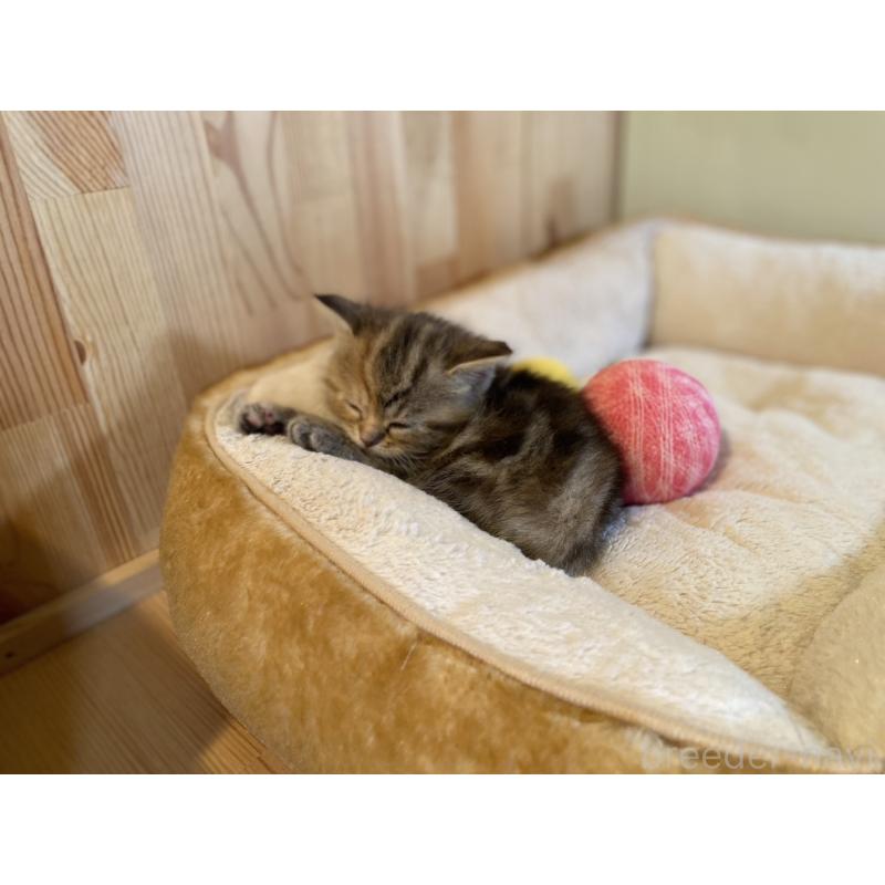 販売中の長野県のスコティッシュストレート-132907の4枚目