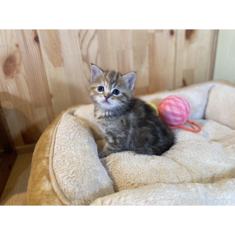 販売中の長野県のスコティッシュストレート-132907の3枚目