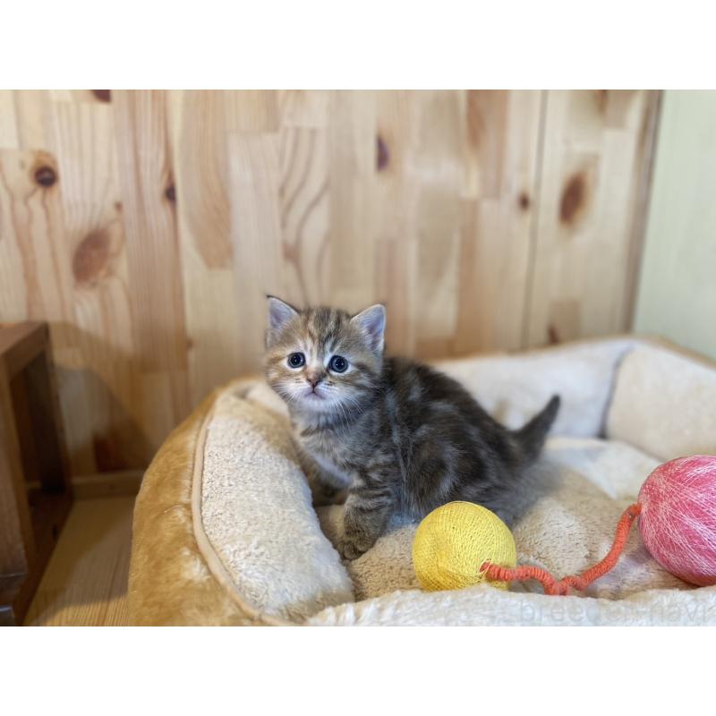 販売中の長野県のスコティッシュストレート-132907の2枚目