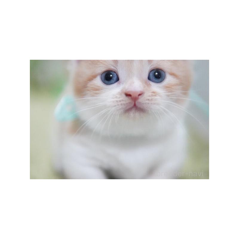 販売中の神奈川県のミヌエット(短足)-132908の5枚目