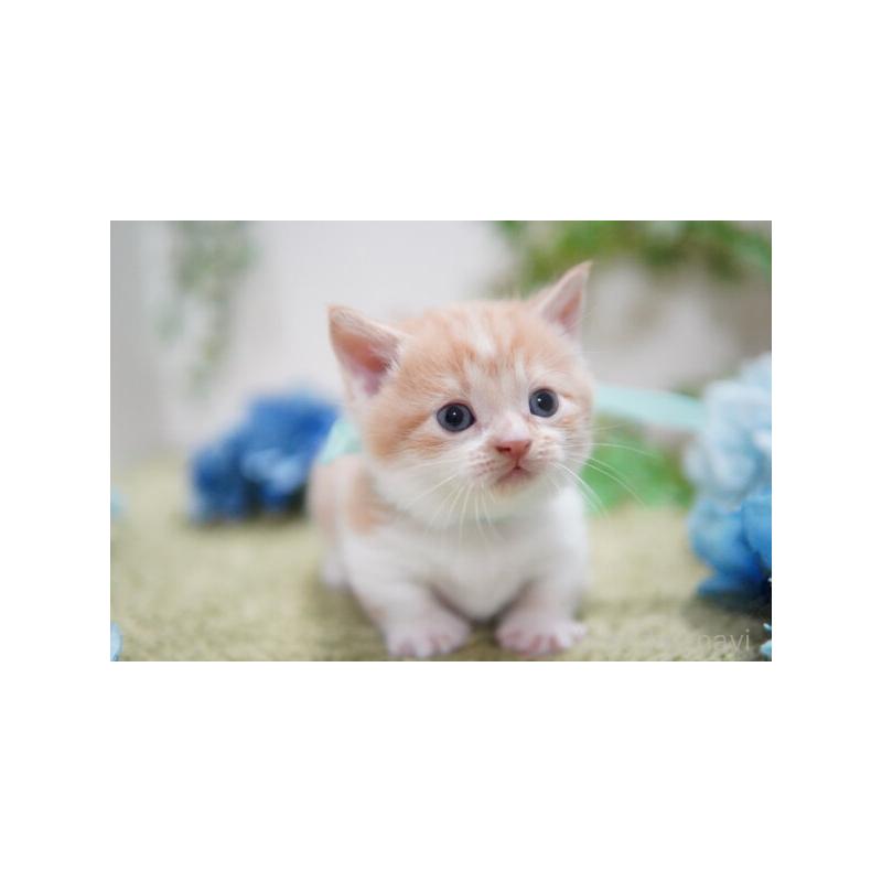 販売中の神奈川県のミヌエット(短足)-132908の4枚目