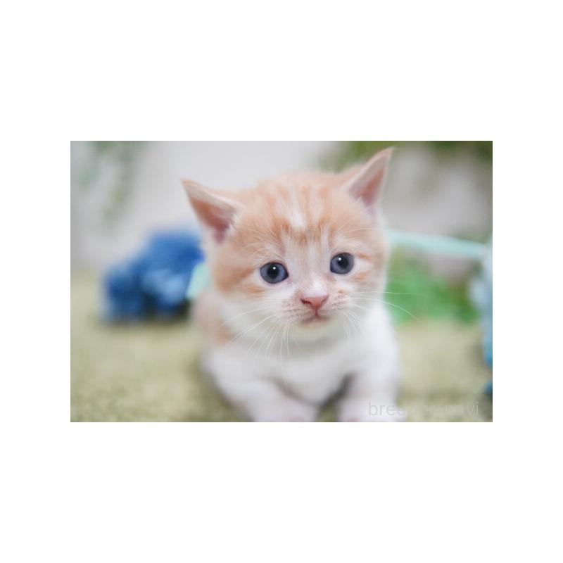 販売中の神奈川県のミヌエット(短足)-132908の3枚目