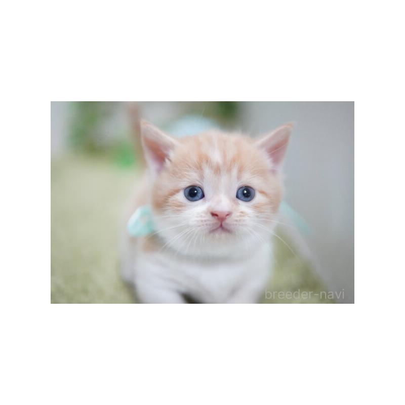 販売中の神奈川県のミヌエット(短足)-132908の2枚目