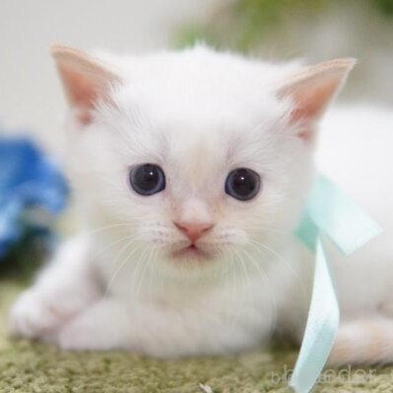 販売中の神奈川県のミヌエット(短足)-132909