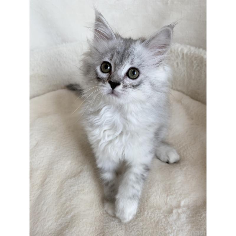 販売中の滋賀県のサイベリアン-130592の8枚目