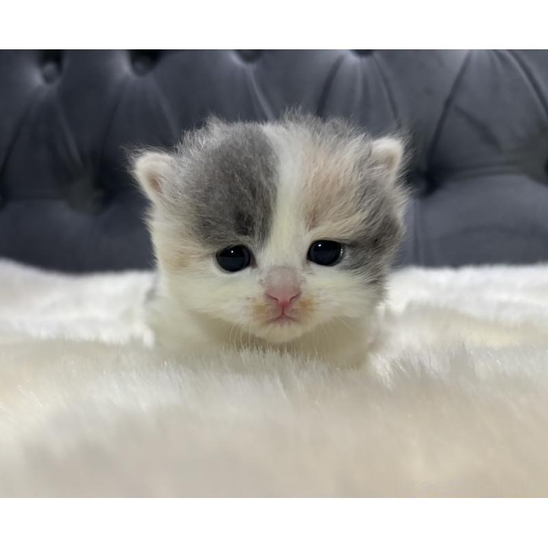 販売中の鹿児島県のマンチカン-132910の6枚目