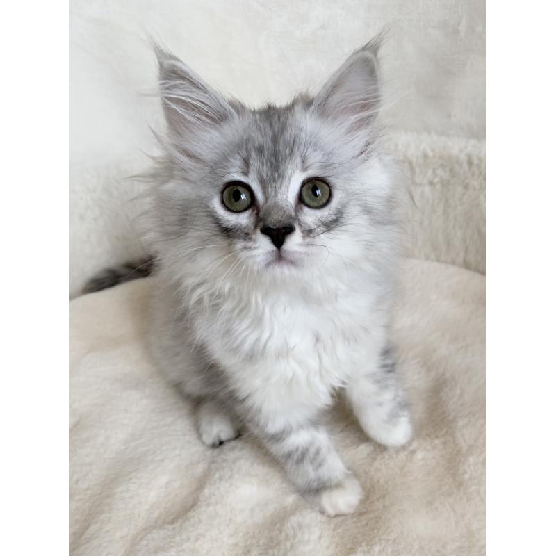 販売中の滋賀県のサイベリアン-130592の7枚目