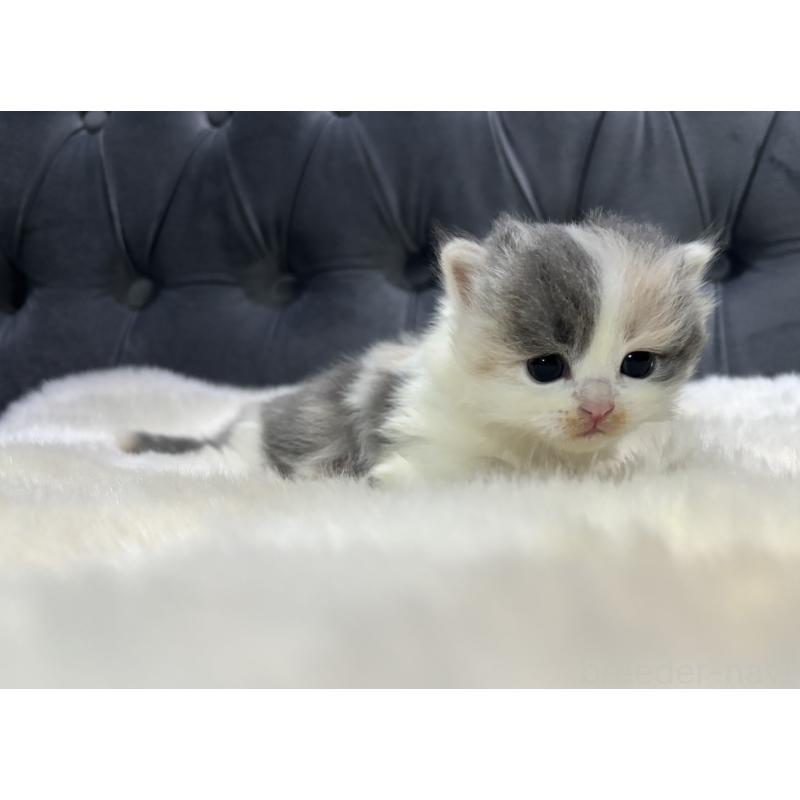 販売中の鹿児島県のマンチカン-132910の5枚目