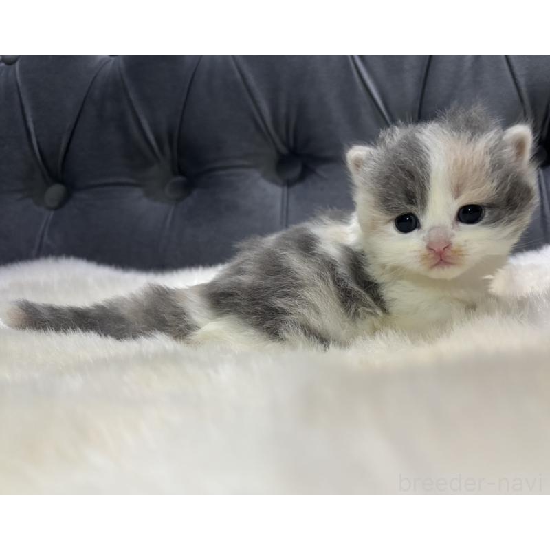 販売中の鹿児島県のマンチカン-132910の4枚目