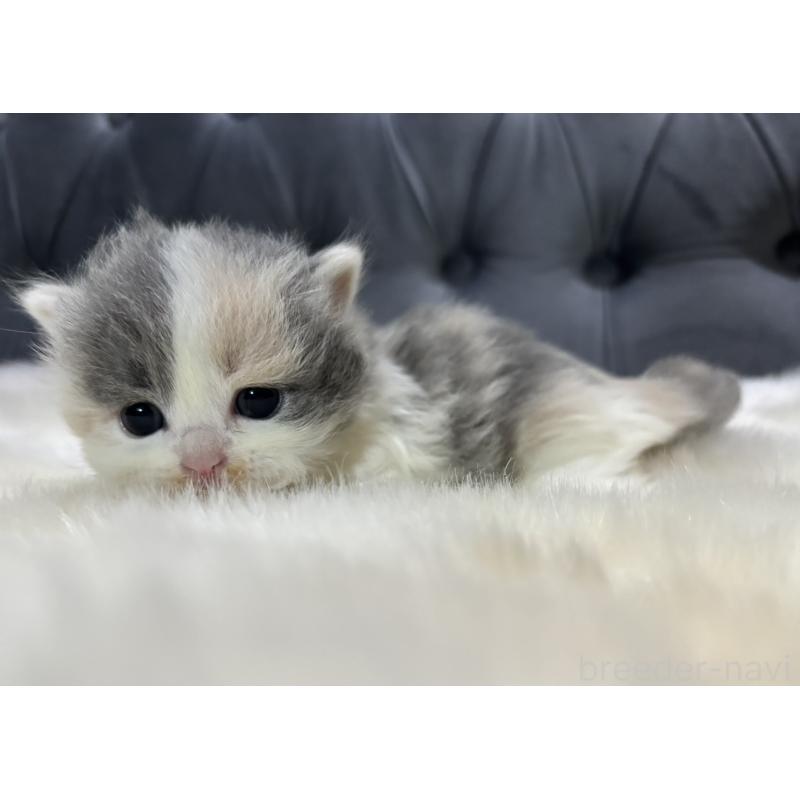 販売中の鹿児島県のマンチカン-132910の3枚目