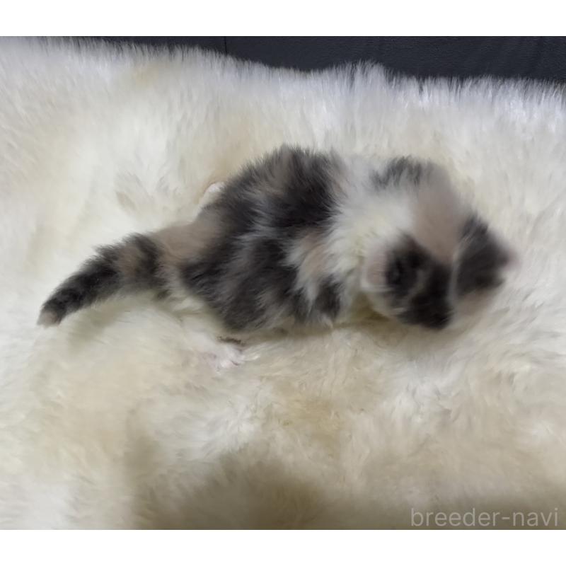 販売中の鹿児島県のマンチカン-132910の2枚目