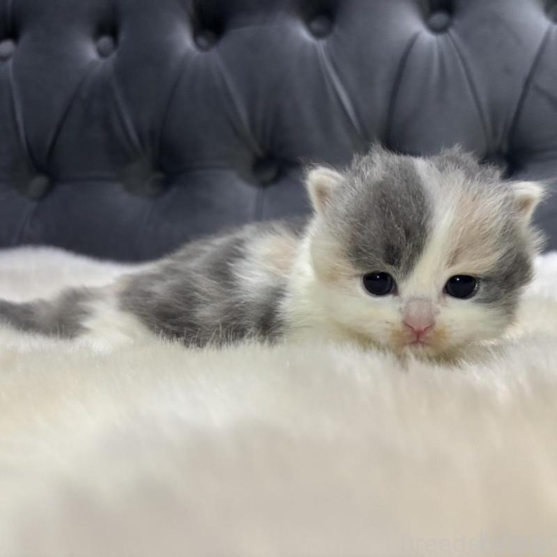 販売中の鹿児島県のマンチカン-132910